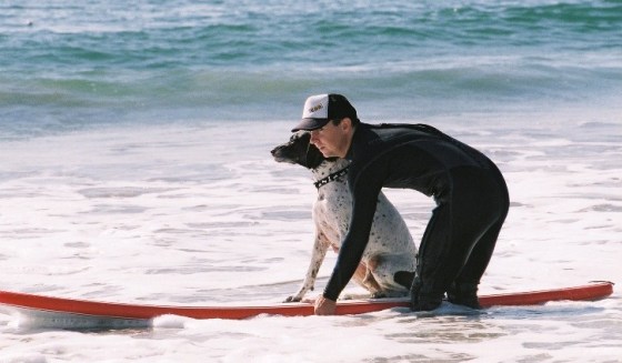 Image: Dog surfing